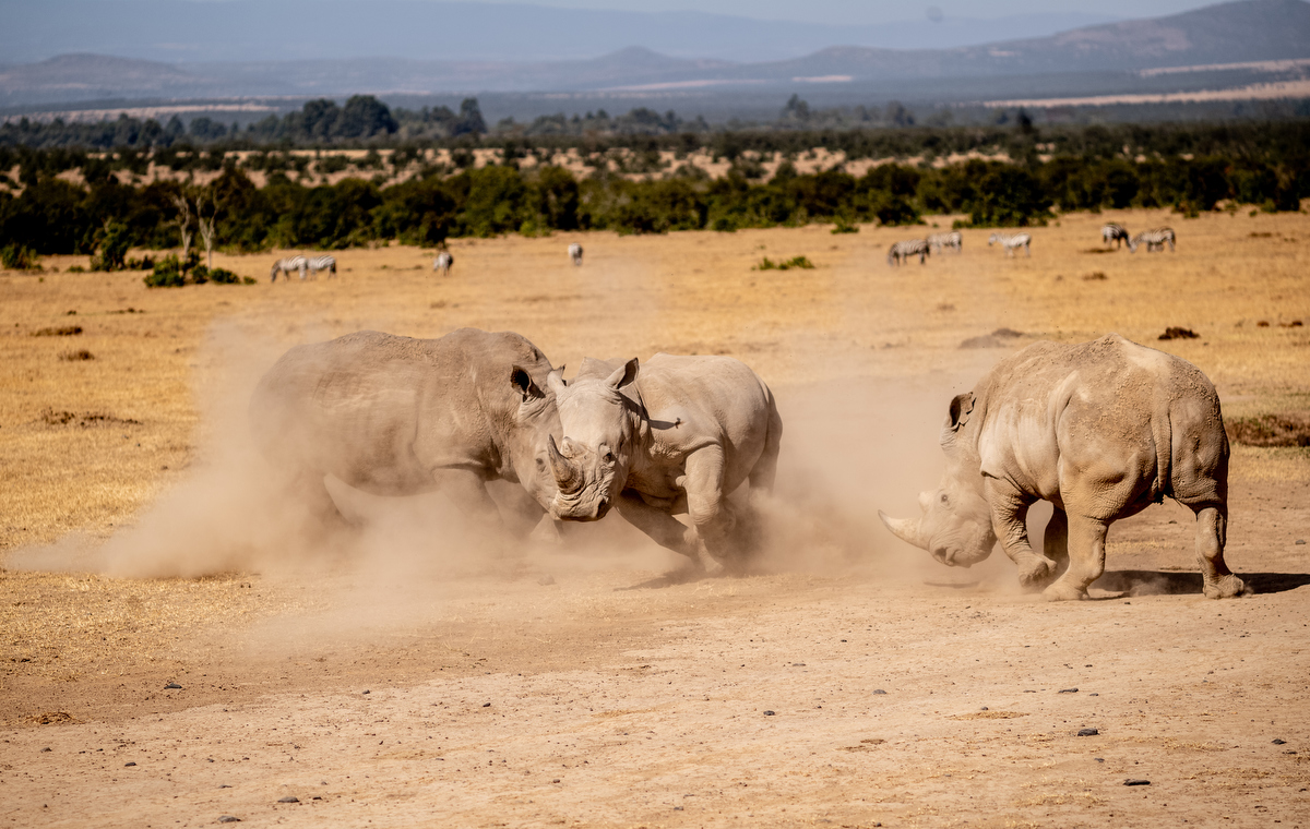 Ol Pejeta Conservancy: Where Conservation Meets Innovation